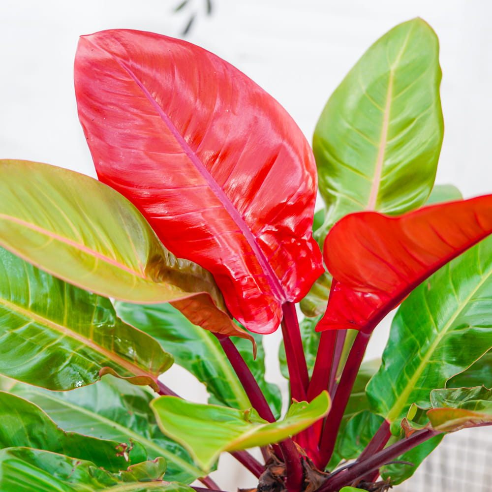 Philodendron 'Sun Red' – élénkvörös levelű szobanövény, könnyen gondozható