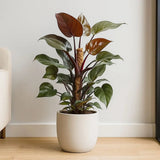 Philodendron 'Sun Red' – élénkvörös levelű szobanövény, könnyen gondozható