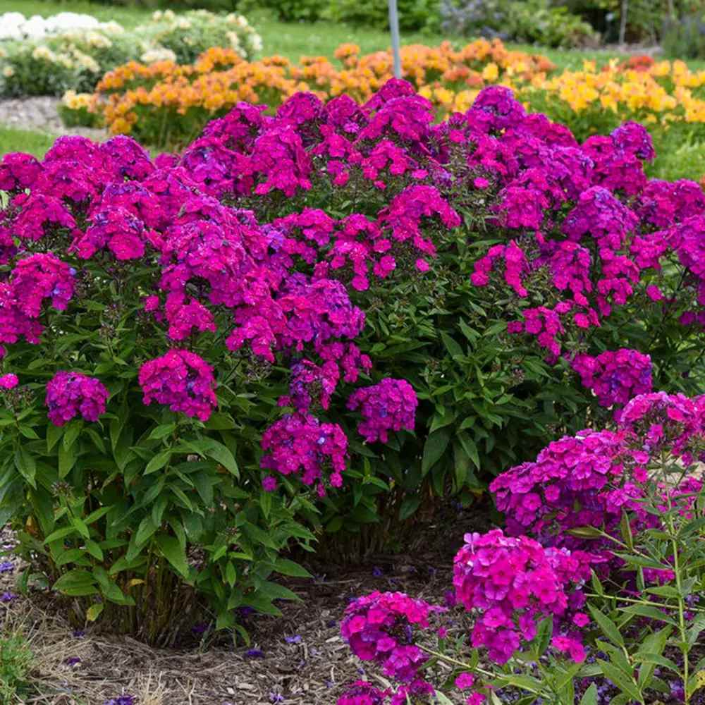 Brumarela Inalta Phlox paniculata Roberta – flox mov purpuriu parfumat, planta perena decorativa, crestere rapida