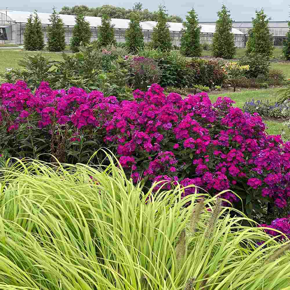 Brumarela Inalta Phlox paniculata Roberta – flox mov purpuriu parfumat, planta perena decorativa, crestere rapida