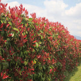 Photinia Carre Rouge Con Piramidal