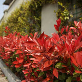 Photinia Carre Rouge, gard viu rosu vesnic verde