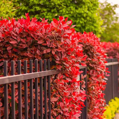 Photinia Carre Rouge, gard viu rosu vesnic verde
