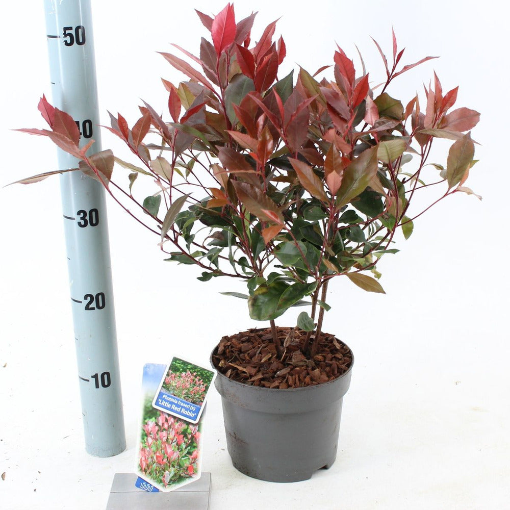 Korallberkenye Red Robin (Photinia), örökzöld piros sövénynövény, jól bírja a hideget és a szárazságot