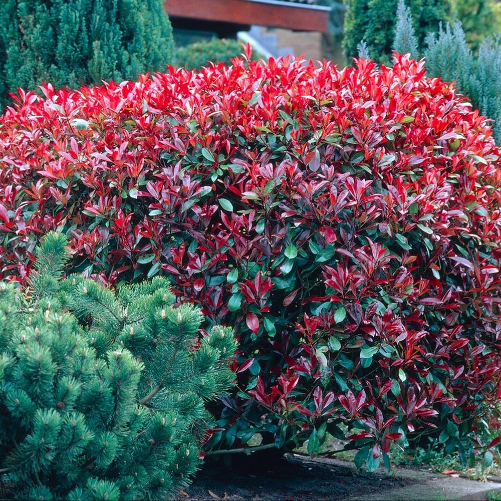Korallberkenye Red Robin (Photinia), örökzöld piros sövénynövény, jól bírja a hideget és a szárazságot