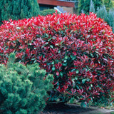 Korallberkenye Red Robin (Photinia), örökzöld piros sövénynövény, jól bírja a hideget és a szárazságot