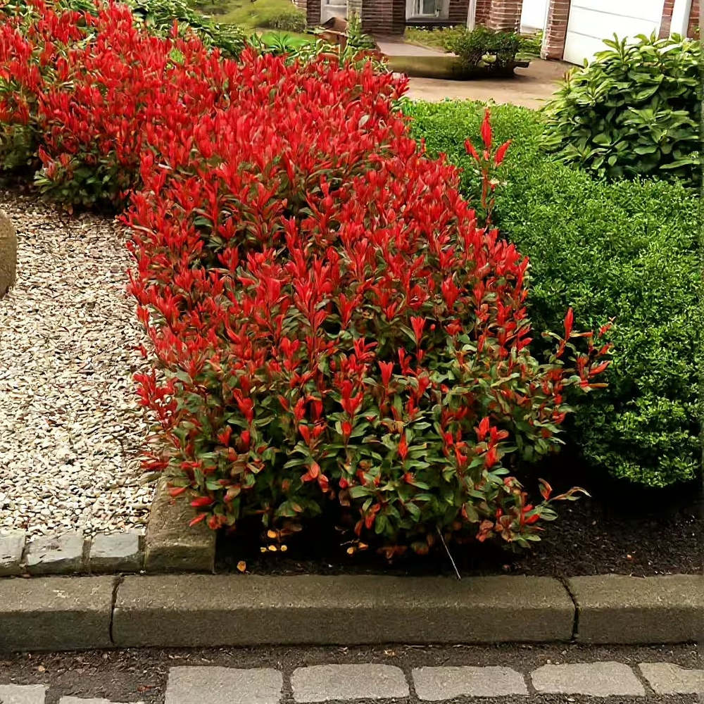 Korallberkenye Red Robin (Photinia), örökzöld piros sövénynövény, jól bírja a hideget és a szárazságot