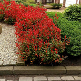 Korallberkenye Red Robin (Photinia), örökzöld piros sövénynövény, jól bírja a hideget és a szárazságot
