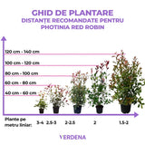 Photinia Red Robin, gard viu rosu vesnic verde, rezistent la frig si la seceta