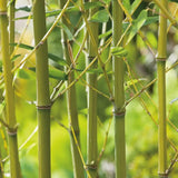 Bambusz 'Bissetii' (Phyllostachys) – gyors növekedésű, örökzöld élősövény