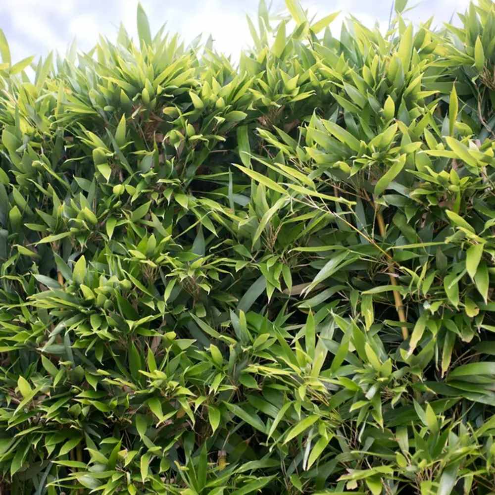 Bambusz 'Bissetii' (Phyllostachys) – gyors növekedésű, örökzöld élősövény