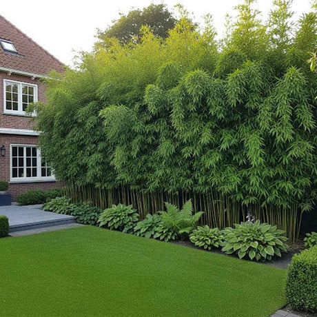 Bambusz 'Bissetii' (Phyllostachys) – gyors növekedésű, örökzöld élősövény