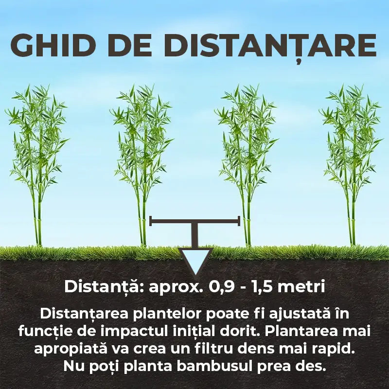 Bambus de Gradina Gri Gigant (Phyllostachys) Henon, bambus decorativ rezistent la ger, crestere rapida, ideal pentru gard viu