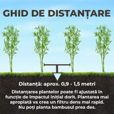 Bambus de Gradina Gri Gigant (Phyllostachys) Henon, bambus decorativ rezistent la ger, crestere rapida, ideal pentru gard viu