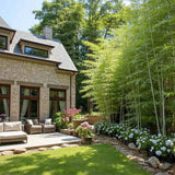 Bambus de Gradina Gri Gigant (Phyllostachys) Henon, bambus decorativ rezistent la ger, crestere rapida, ideal pentru gard viu