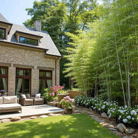 Bambus de Gradina Gri Gigant (Phyllostachys) Henon, bambus decorativ rezistent la ger, crestere rapida, ideal pentru gard viu