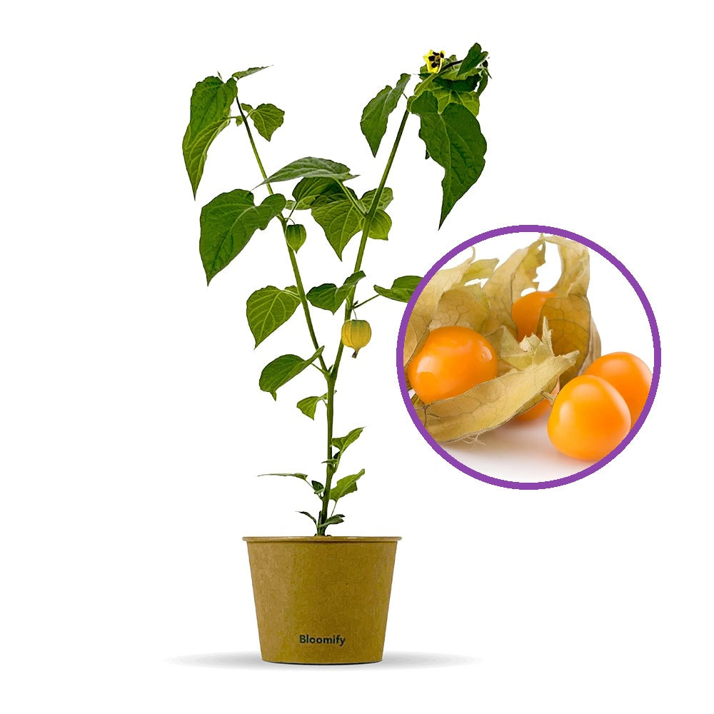 Physalis peruviana – egzotikus gyümölcstermő növény édes-savanykás narancssárga bogyókkal