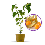 Physalis peruviana – egzotikus gyümölcstermő növény édes-savanykás narancssárga bogyókkal