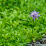 Phyteuma Scheuchzeri