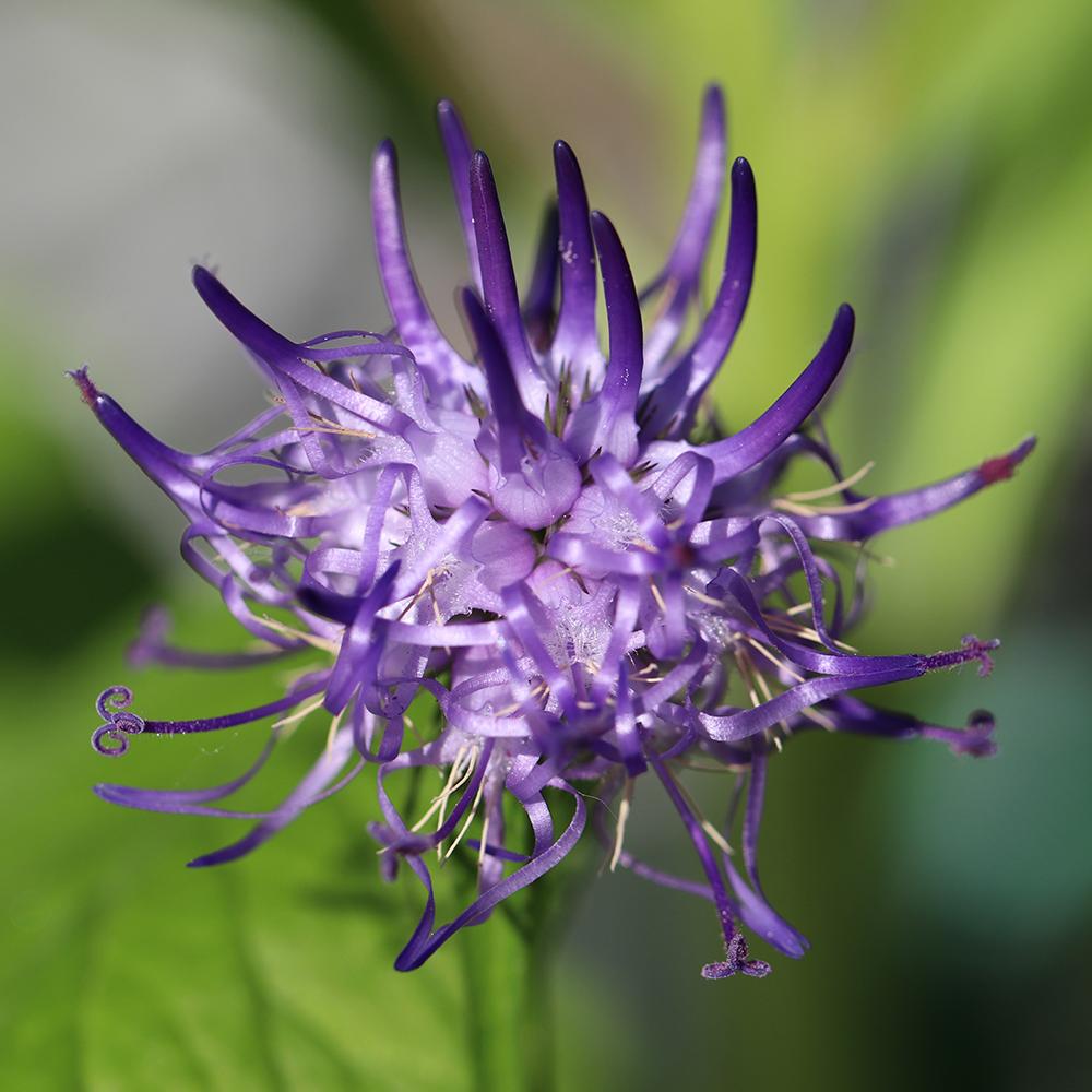 Phyteuma Scheuchzeri