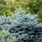 Molid Albastru (Picea pungens Glauca), ace albastre, decorativ, vesnic verde, rezistent la ger -30°C