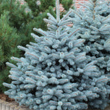 Molid Argintiu albastru Super Blue