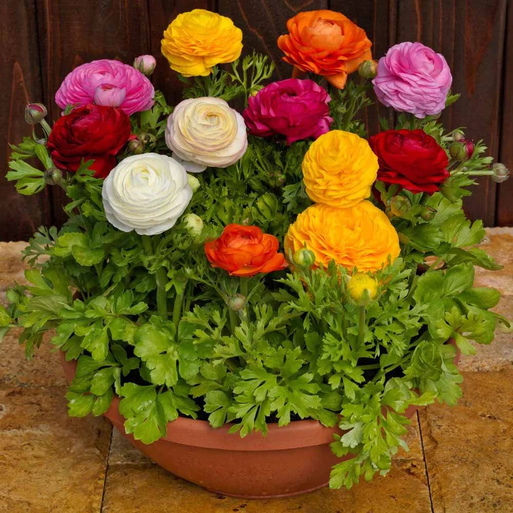 Piciorul Cocosului (Ranunculus) alb - 3 bulbi per ghiveci