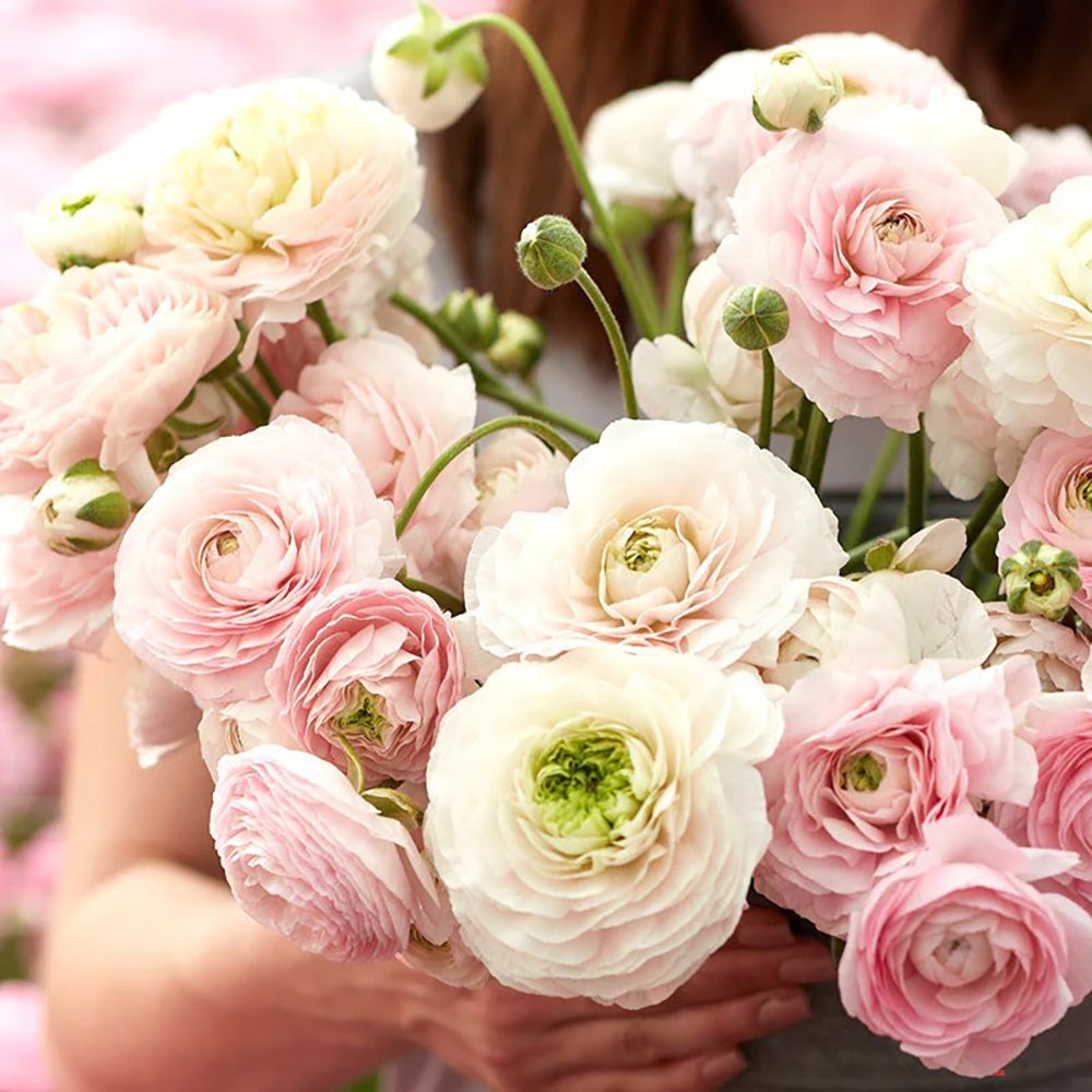 Piciorul Cocosului (Ranunculus) alb cu roz - 3 bulbi per ghiveci