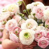Piciorul Cocosului (Ranunculus) alb cu roz - 3 bulbi per ghiveci