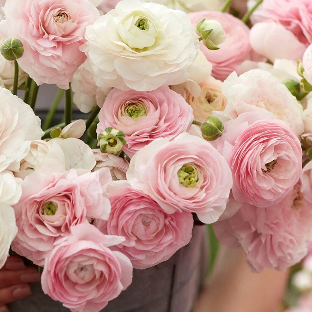 Piciorul Cocosului (Ranunculus) alb cu roz - 3 bulbi per ghiveci