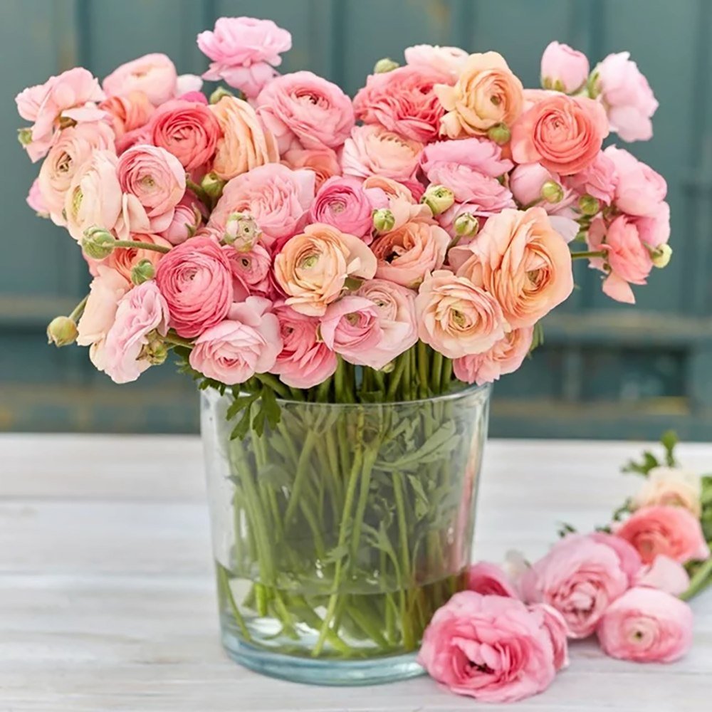 Piciorul Cocosului (Ranunculus) alb cu roz - 3 bulbi per ghiveci