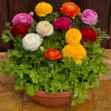 Piciorul Cocosului (Ranunculus) alb cu roz - 3 bulbi per ghiveci