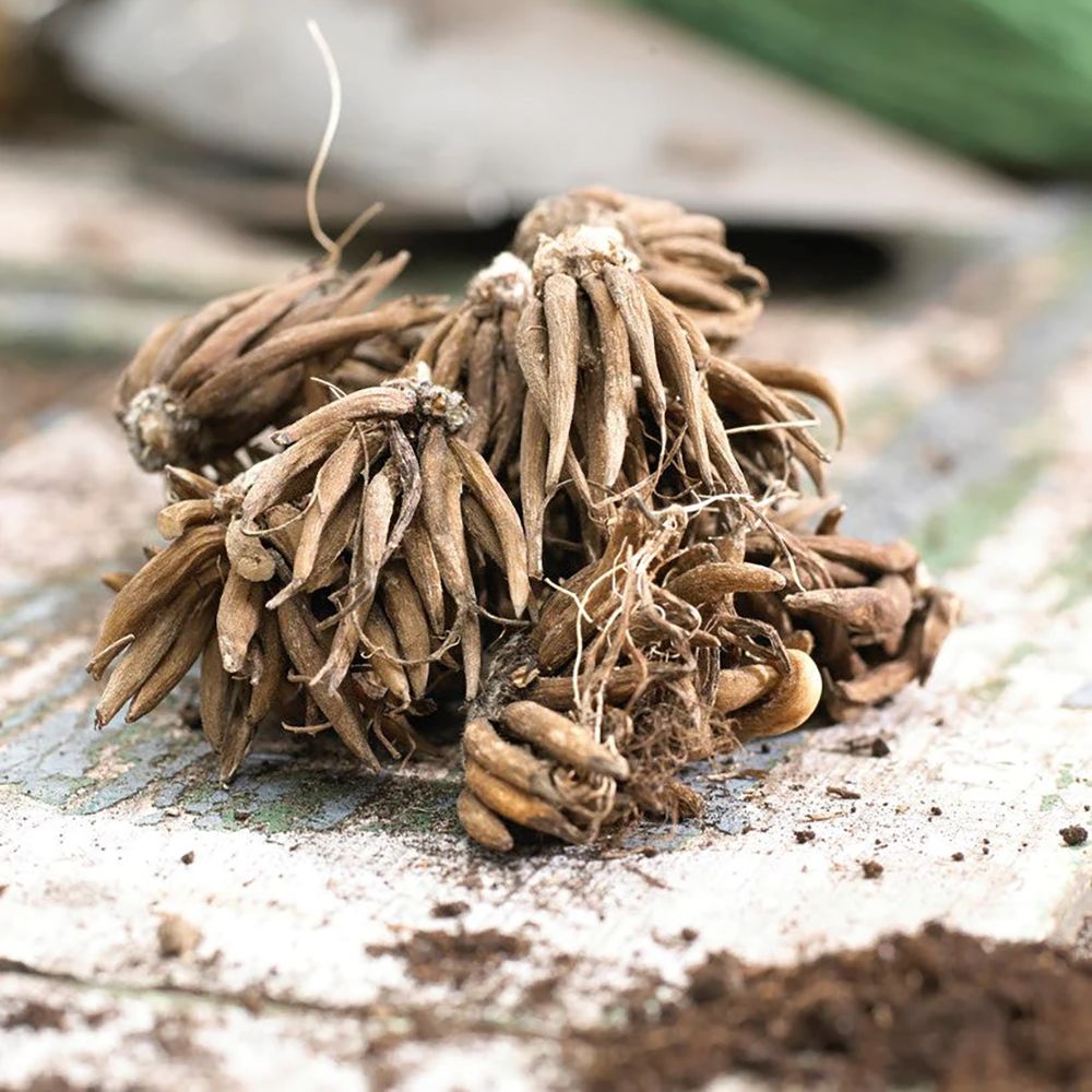 Piciorul Cocosului (Ranunculus) alb cu roz - 3 bulbi per ghiveci