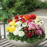 Piciorul Cocosului (Ranunculus) alb cu roz - 3 bulbi per ghiveci