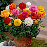 Piciorul Cocosului (Ranunculus) alb cu roz - 3 bulbi per ghiveci