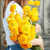 Piciorul Cocosului (Ranunculus) galben - 3 bulbi per ghiveci