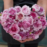Piciorul Cocosului (Ranunculus) mov - 3 bulbi per ghiveci