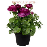 Piciorul Cocosului (Ranunculus) mov - 3 bulbi per ghiveci