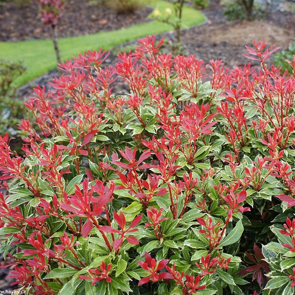 Pieris Japonez Carnaval, cu frunze variegate