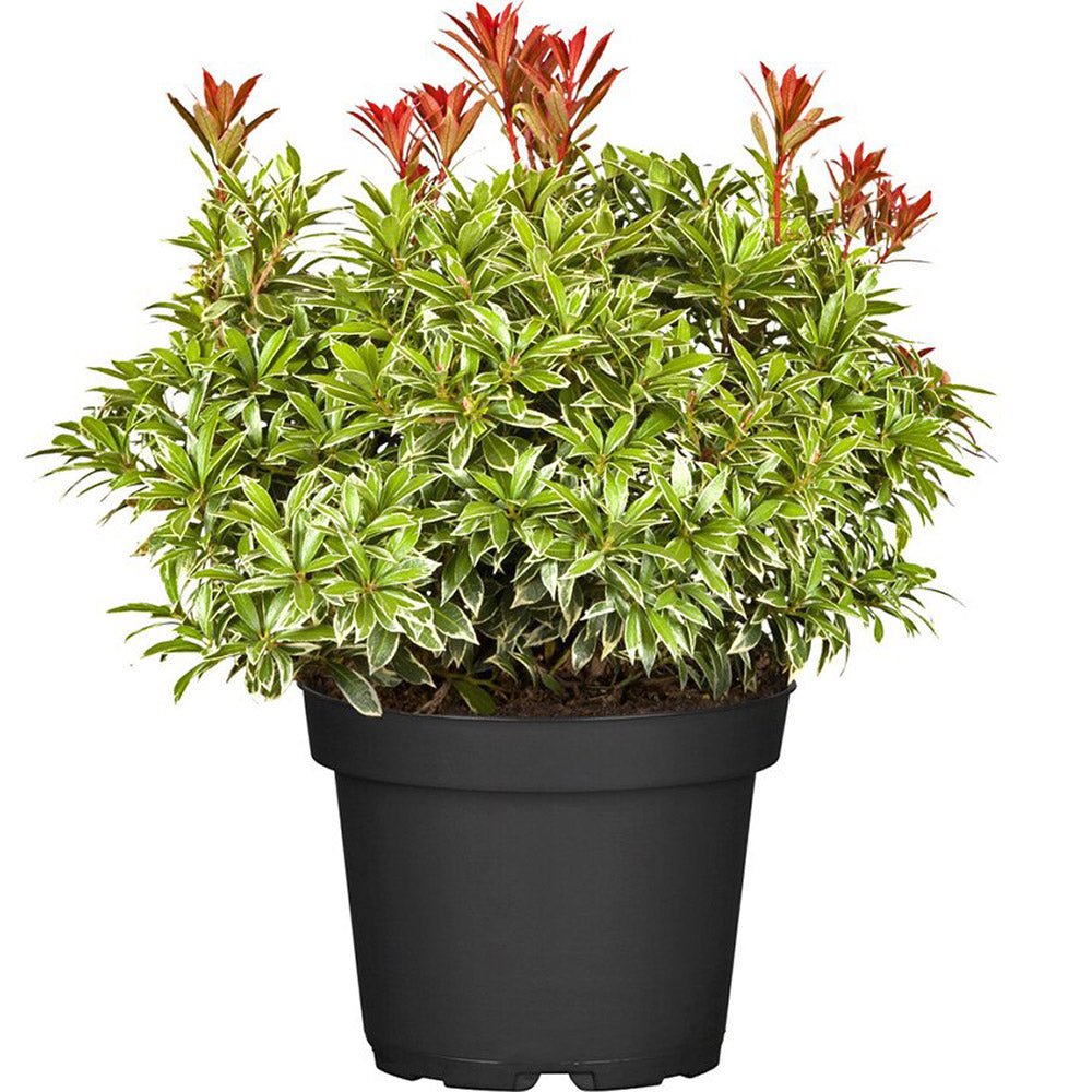 Pieris Japonez Carnaval, cu frunze variegate