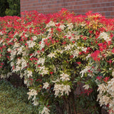 Pieris Japonica Forest Flame, cu frunze rosii