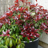 Pieris Japonez Katsura, cu frunze rosii-inchis