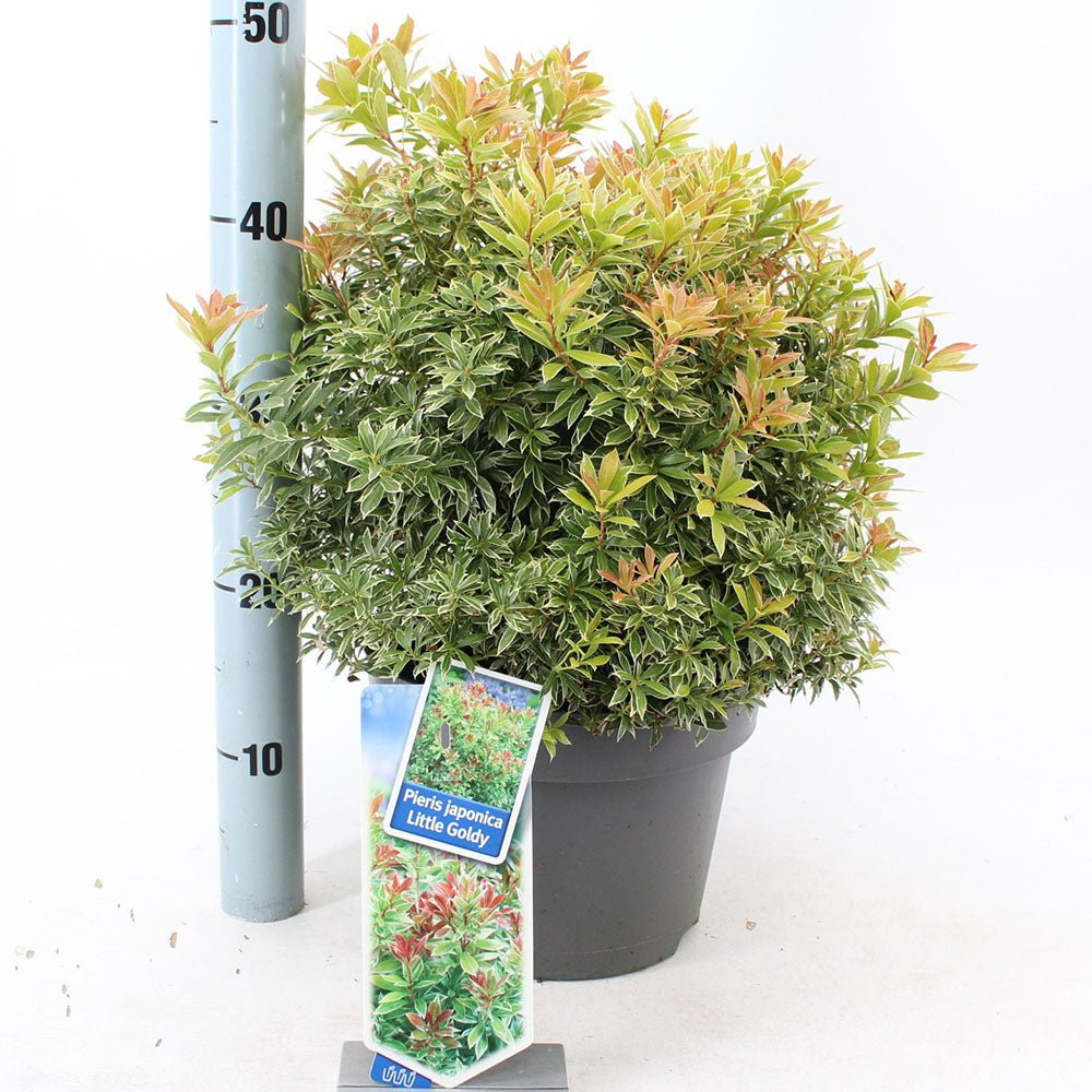 Pieris Little Goldy, cu frunze aurii