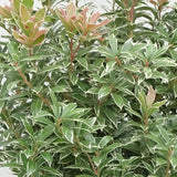 Pieris Japonez Little Heath, cu frunze verzi si marginii albe