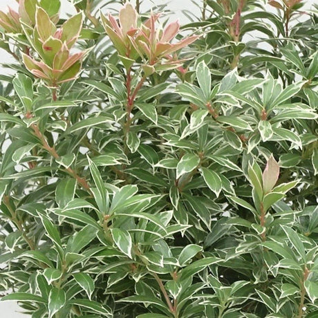 Pieris Japonez Little Heath, cu frunze verzi si marginii albe