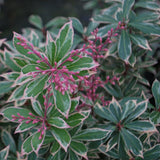Pieris Japonez Little Heath, cu frunze verzi si marginii albe