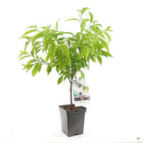 Piersic Ice Peach (Prunus Persica), cu fructe dulci albe