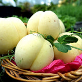 Piersic Ice Peach (Prunus Persica), cu fructe dulci albe