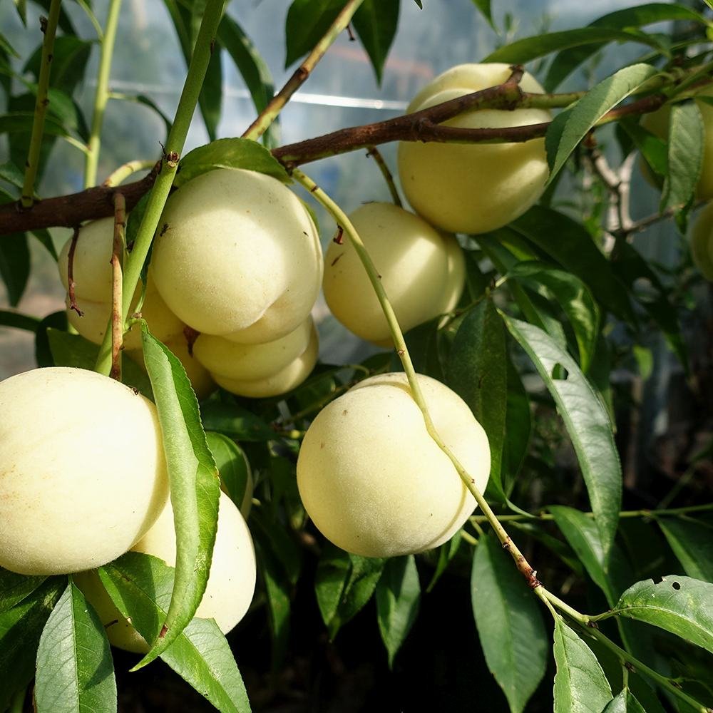 Piersic Ice Peach (Prunus Persica), cu fructe dulci albe