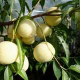 Piersic Ice Peach (Prunus Persica), cu fructe dulci albe